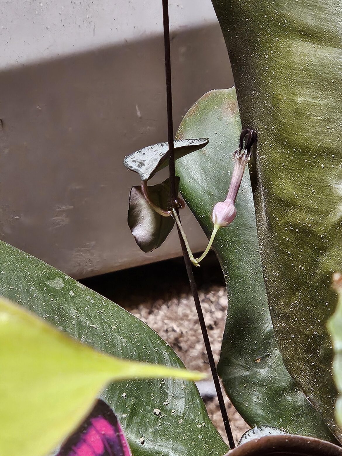 My SOH is blooming!