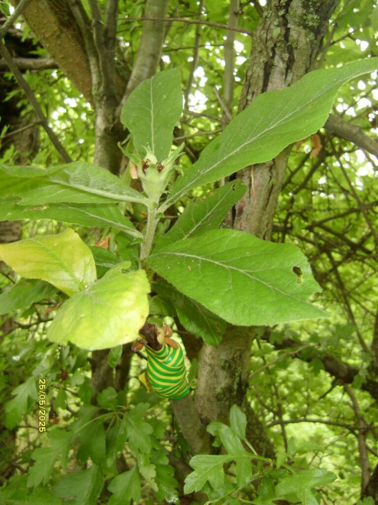 Update on my medlar on hawthorn graft.