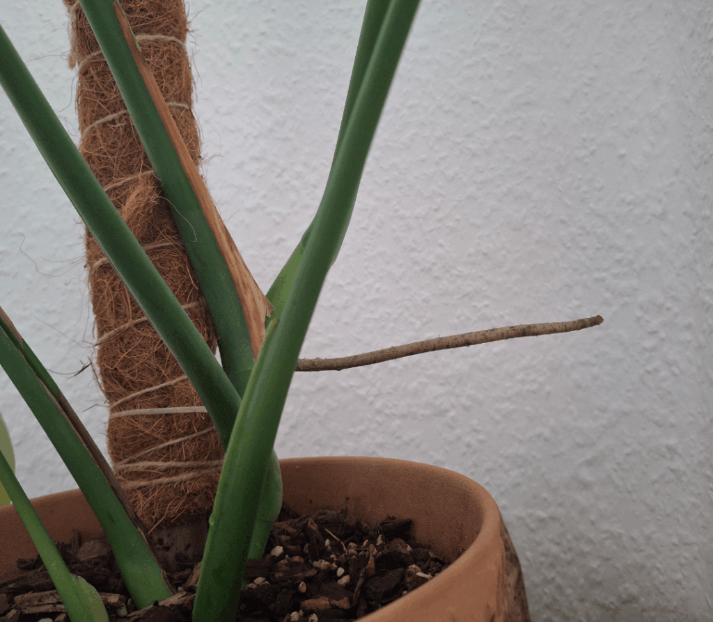 Got back from holiday and I think my Monstera is quite happy to see me 😳