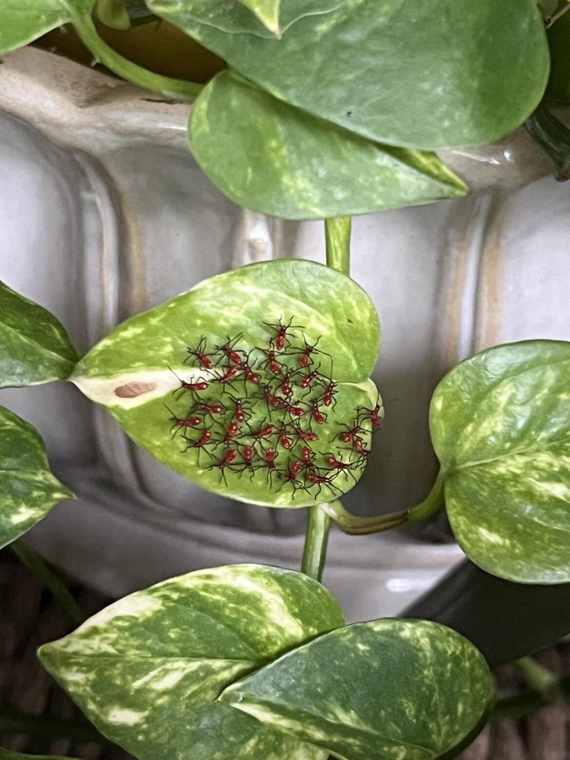 I cut the leaf off already just in case but what is this?