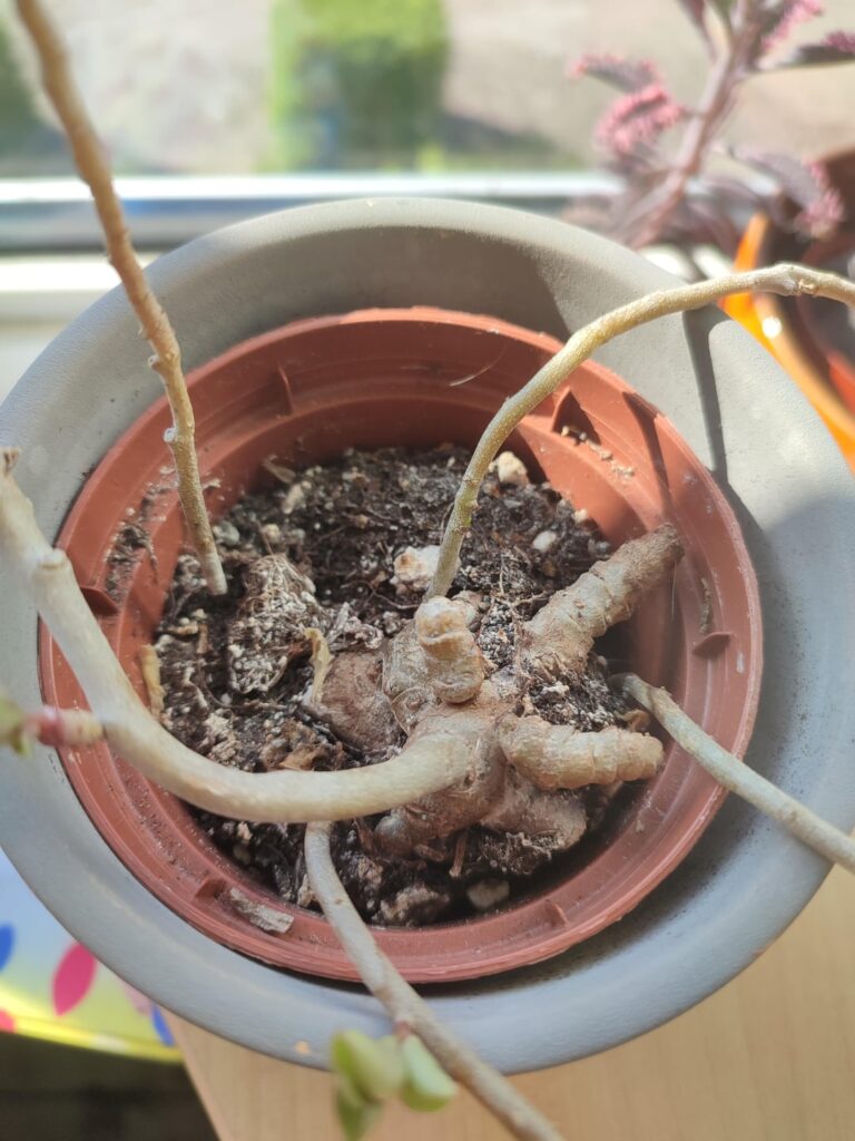 Was staring through a window, admiring someone’s plant collection and she came out and gave me these. What are they? Was staring through a window, admiring someone's plant collection and she came out and gave me these. What are they?