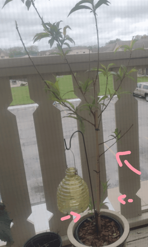 Peach tree pruning