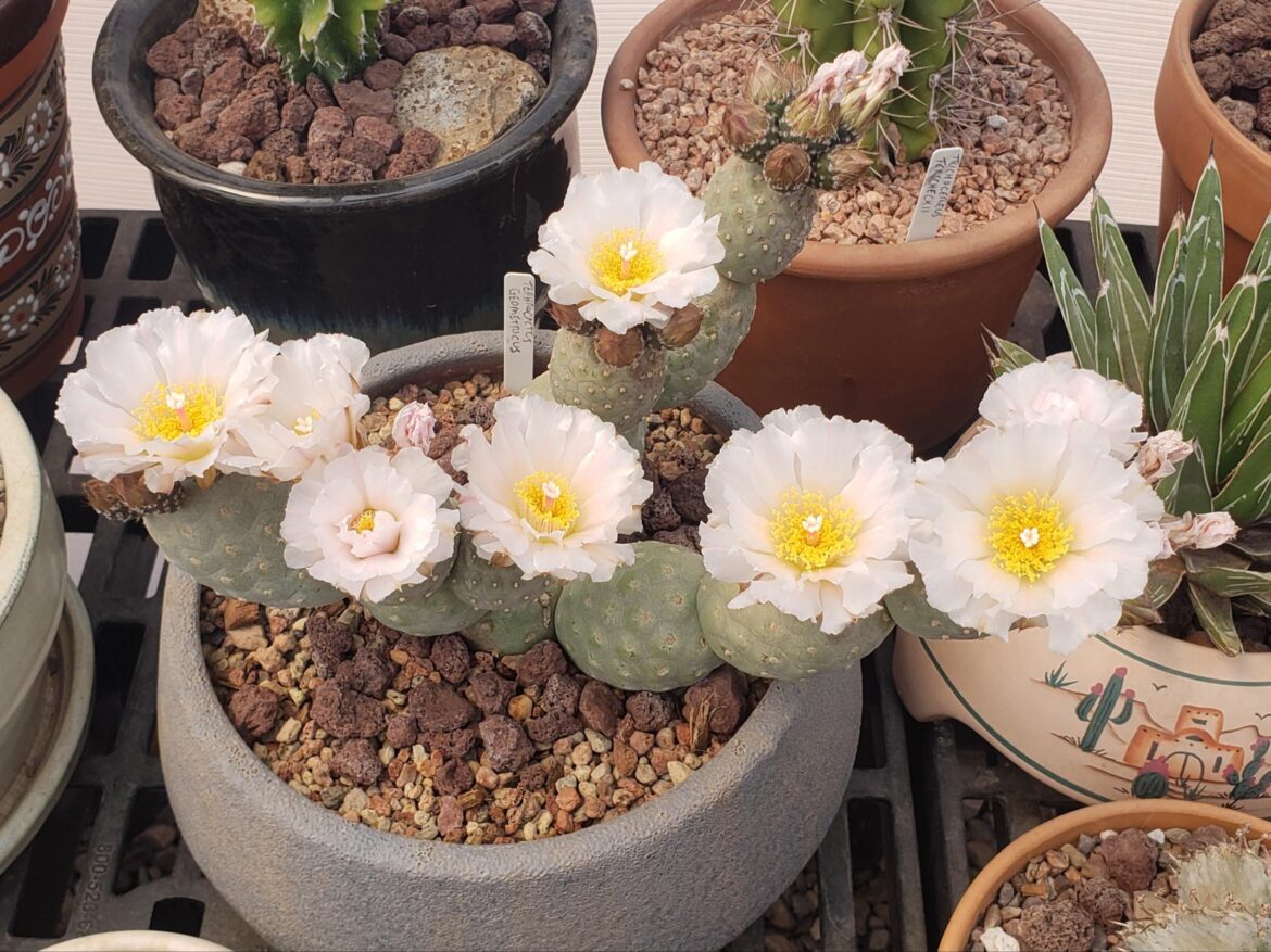 Posted my tephro geo pre-bloom a few weeks back. It has gone ka-boom.