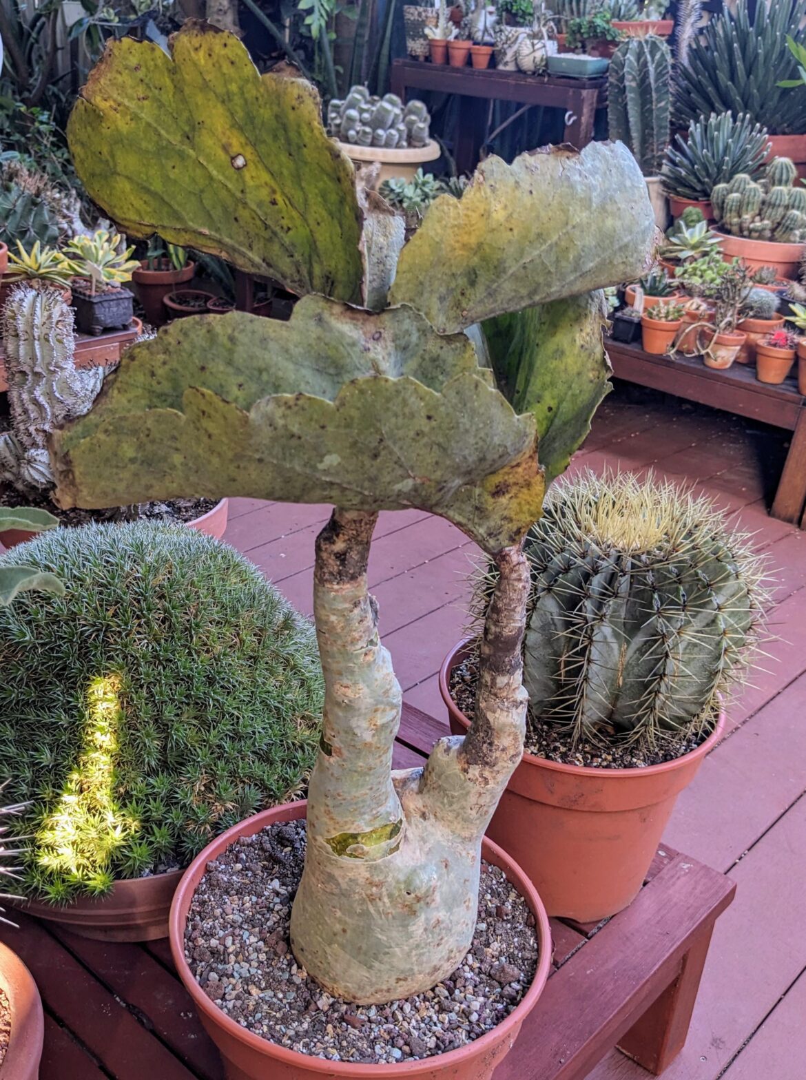 My new Cyphostemma juttae