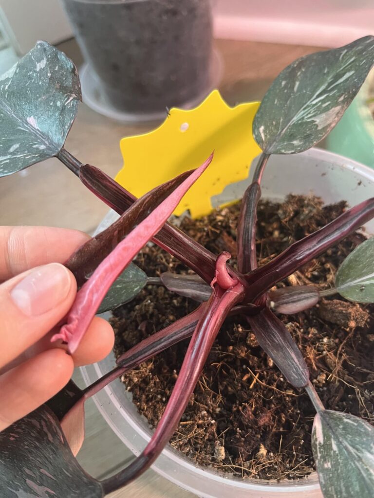 Feelin like a clown Feelin like a clown