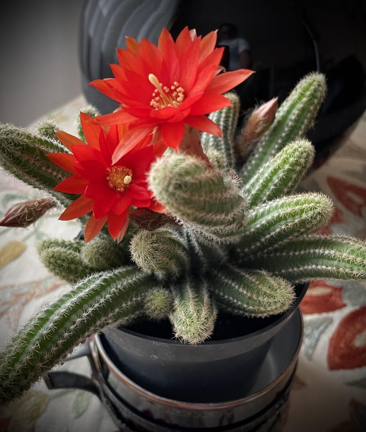 My first cactus bloom — I’ve been waiting for this moment!