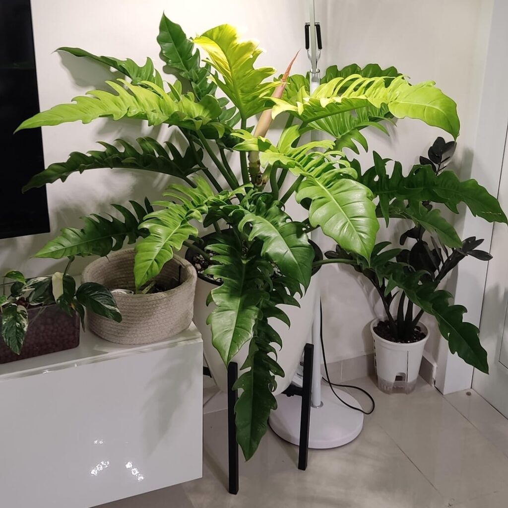 Finally got a new healthy leaf. The golden saw got 3 huge red flowers then every leaf after that came out dead. Lost 5 leaves before deciding to chop off the flowers. Instantly got a new healthy leaf after that. Should I use a higher PK ratio next time there are new flowers to prevent this again.