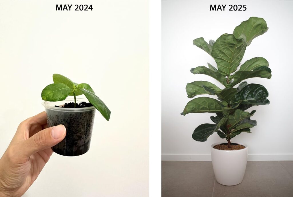 One year of growth One year of growth