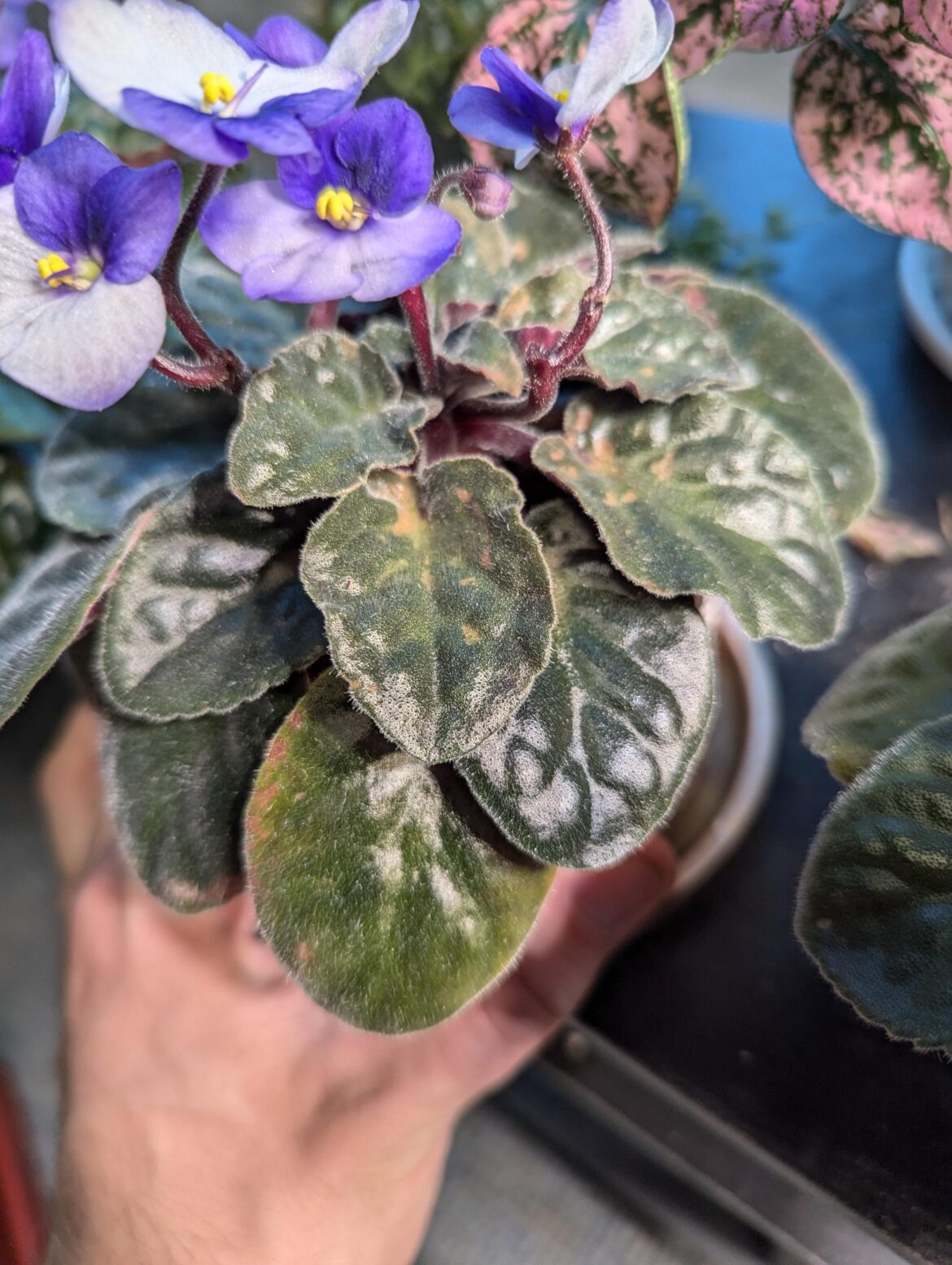 What are these spots on my AV?