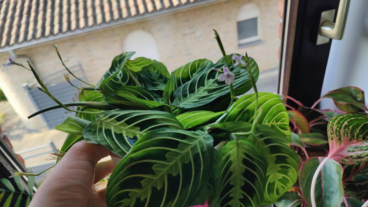 I can't keep a goddamn spider plant or any aglaonema plant alive. But I'm able to do this?