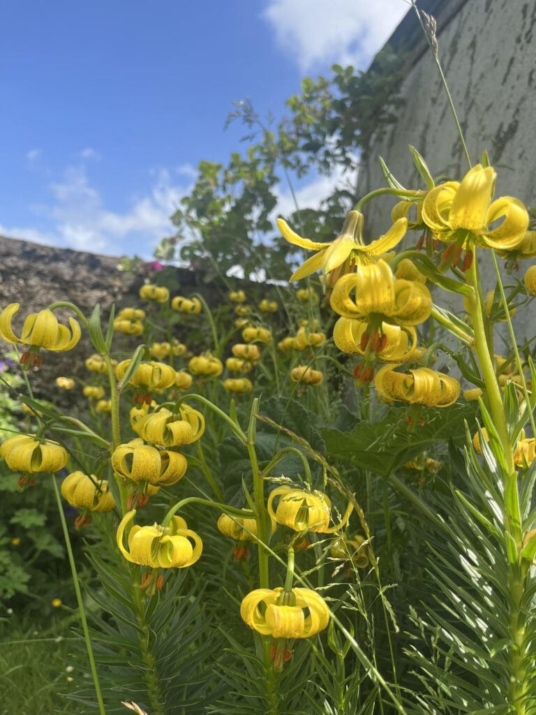 Some plants around the house.