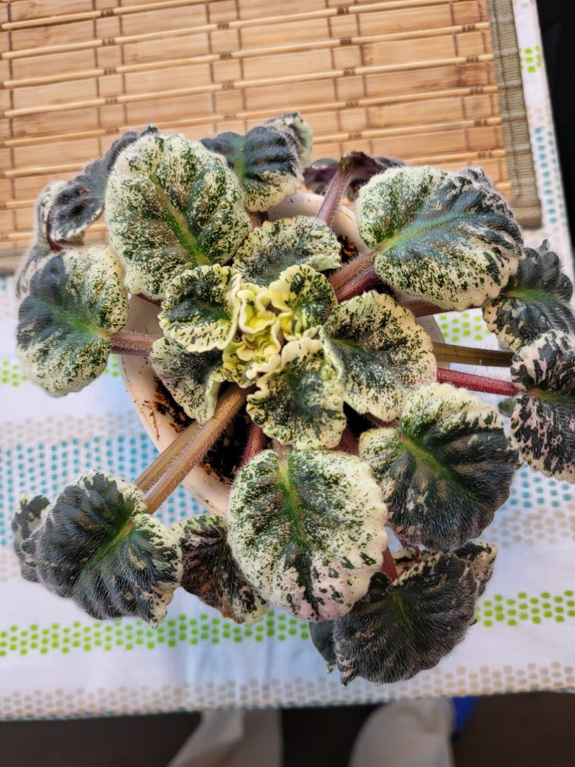 Tight crown?