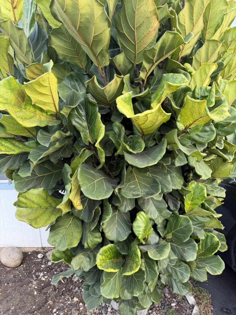 Just bought a house with this in the front, how can I make her look prettier?