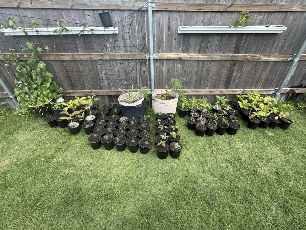 Tree Seedlings