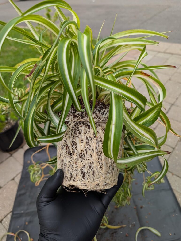 I think it was root bound! Lol I think it was root bound! Lol