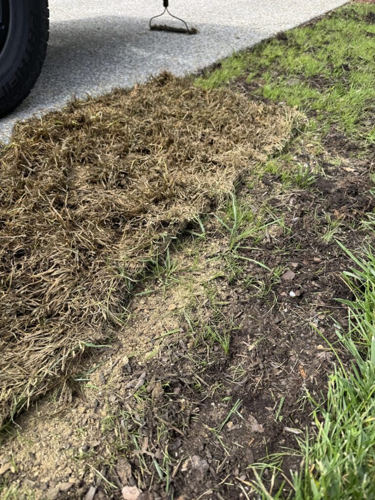 Neighbor gave me some leftover sod to fill a spot I have. Is this thing salvageable?