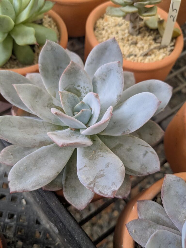Can anyone help with an ID please? 🙏