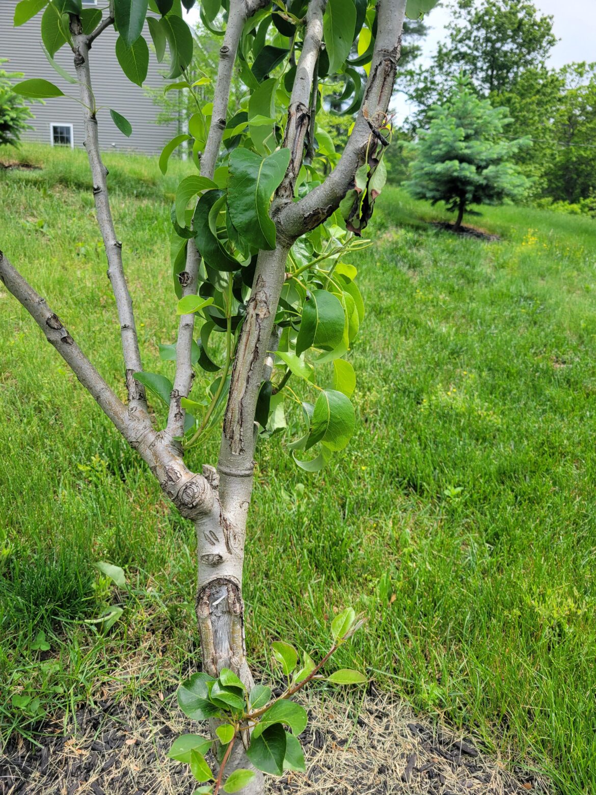 Does this tree stand a chance?