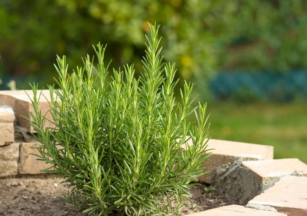 Rosemary, with its intense and characteristic aroma, repels many small insects.