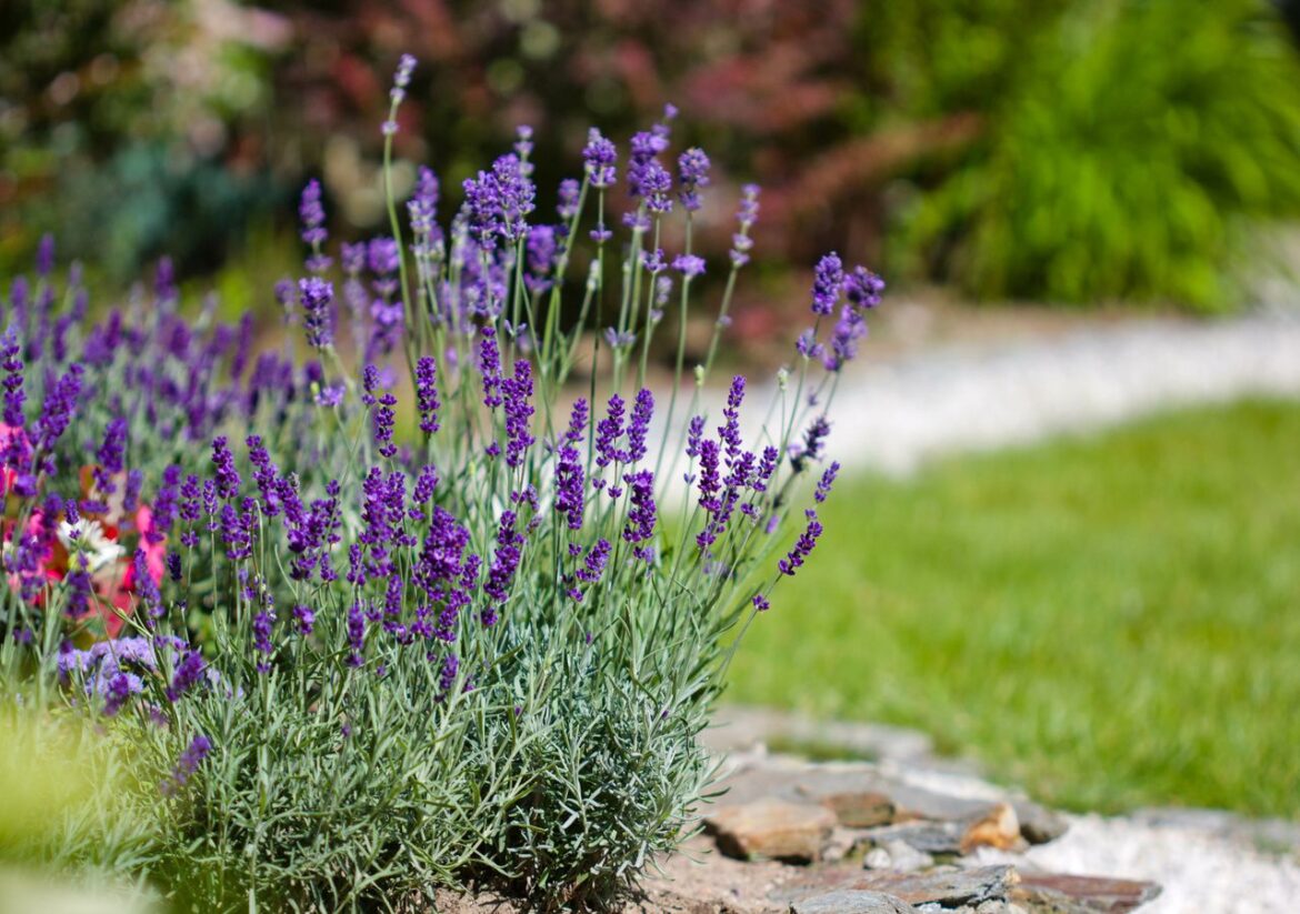 6 plants that beautify your garden and repel ticks without chemicals 6 plants that beautify your garden and repel ticks without chemicals