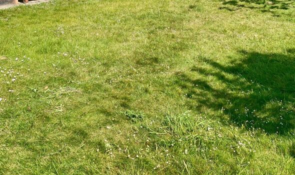 Overgrown lawn