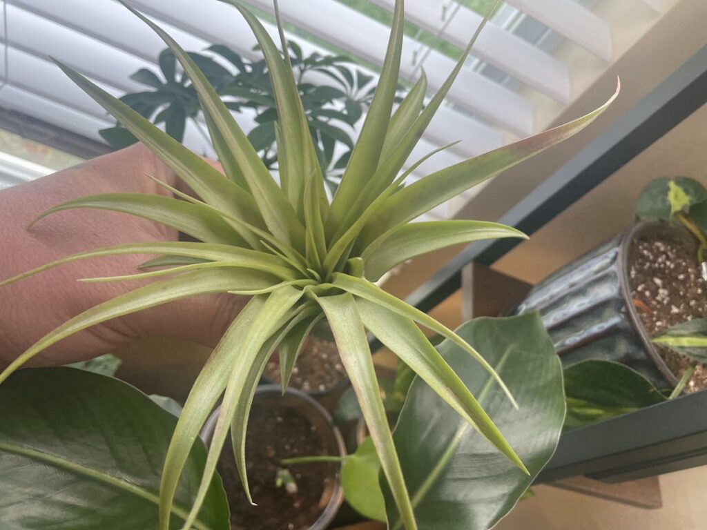 ID & Question / First Air Plant ID & Question / First Air Plant