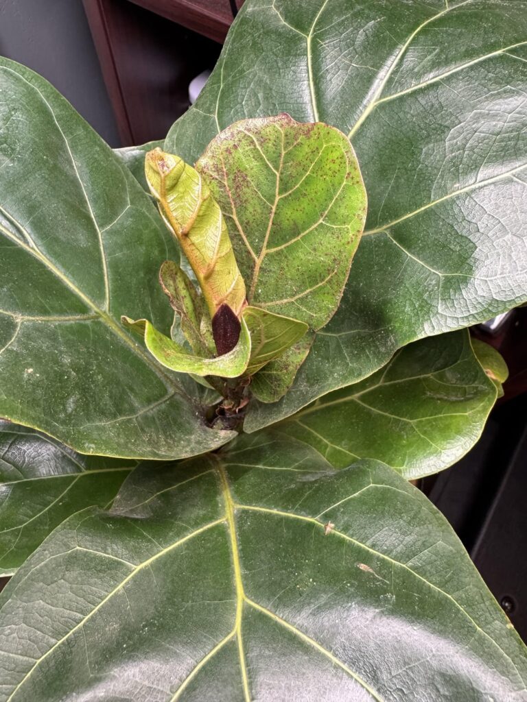 Baby FLF advice