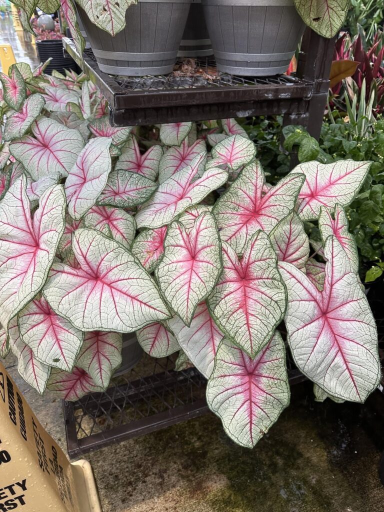 Caladiums are so underrated!