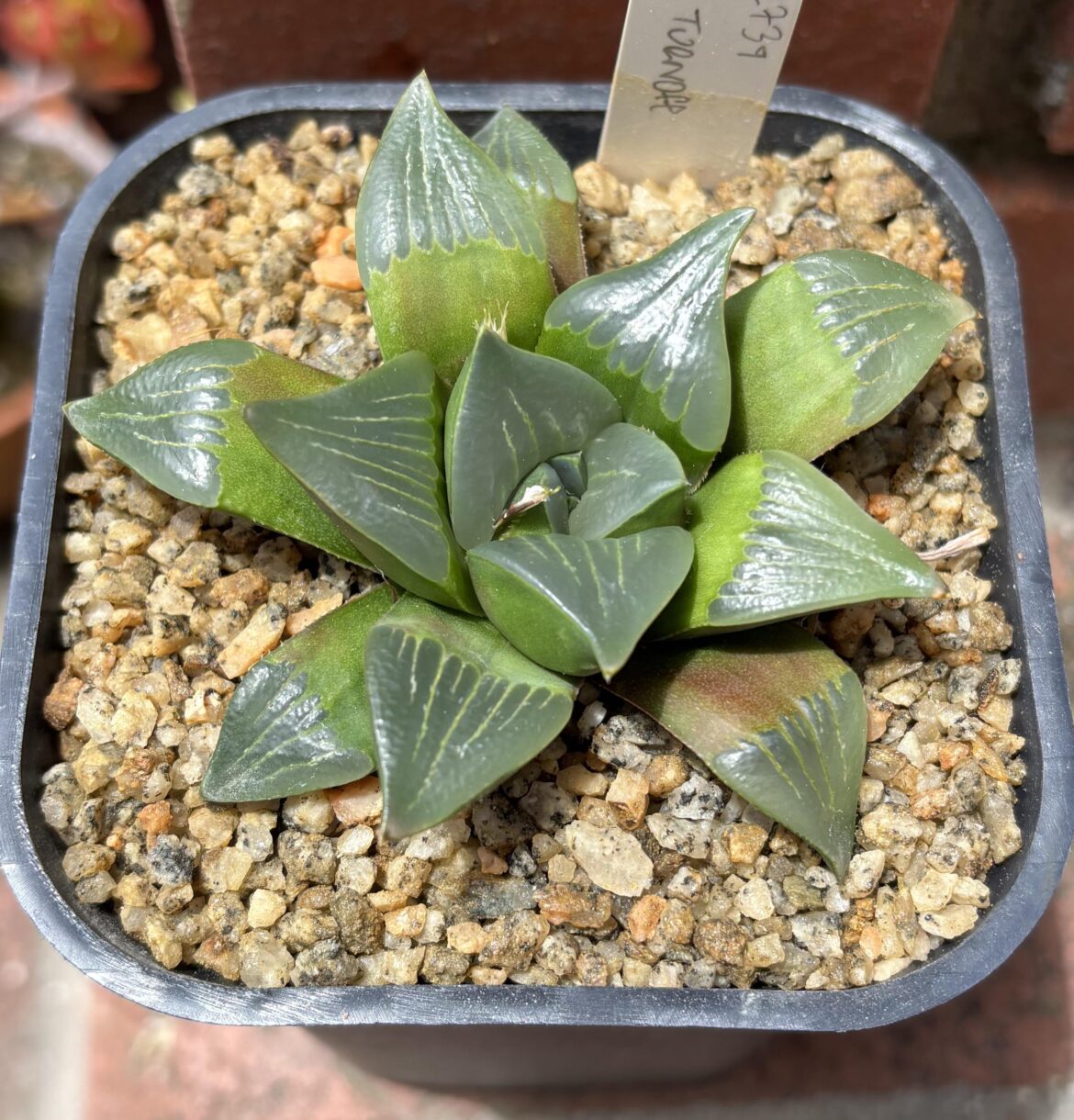 H. retusa var nigra DMC 12739, Pienaarsrivier turnoff