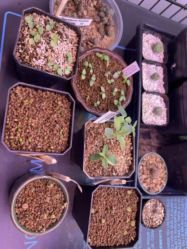 Lots of fun seedlings, close up of variegated D. Foetida.