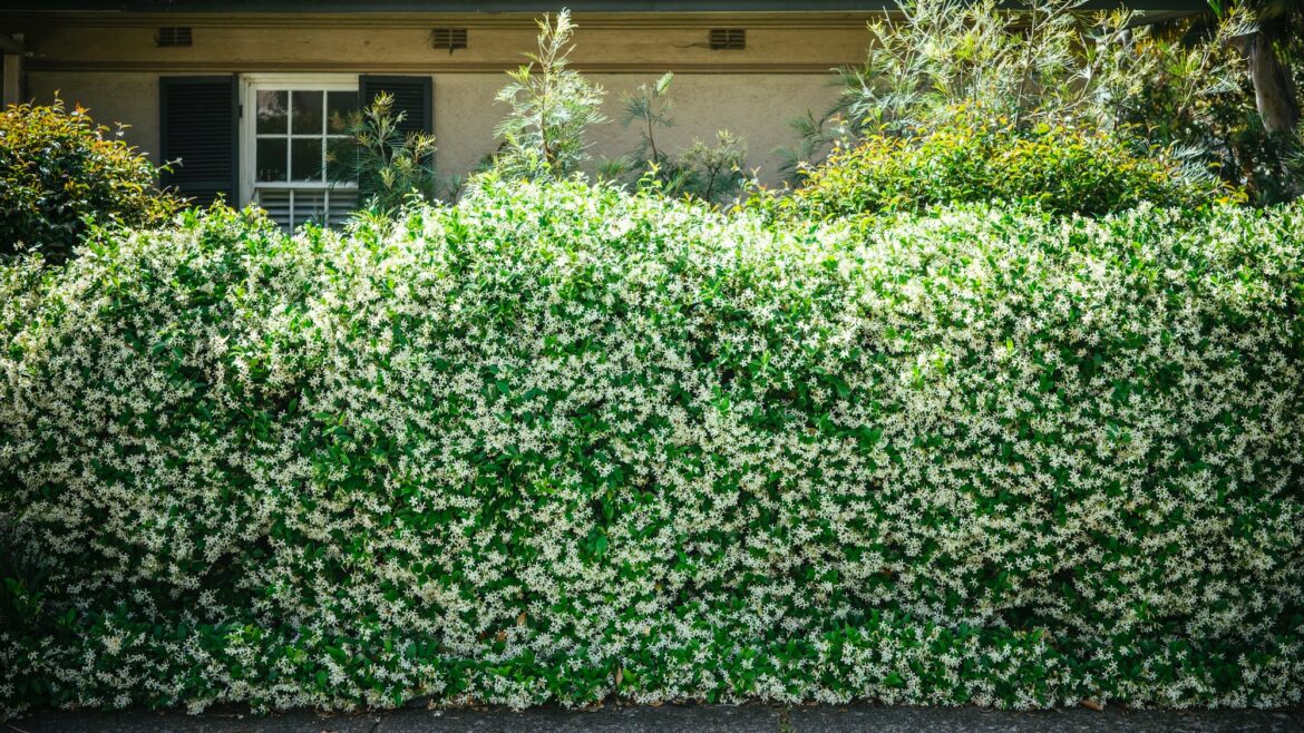 How to build a living fence Green hedge in the frontyard