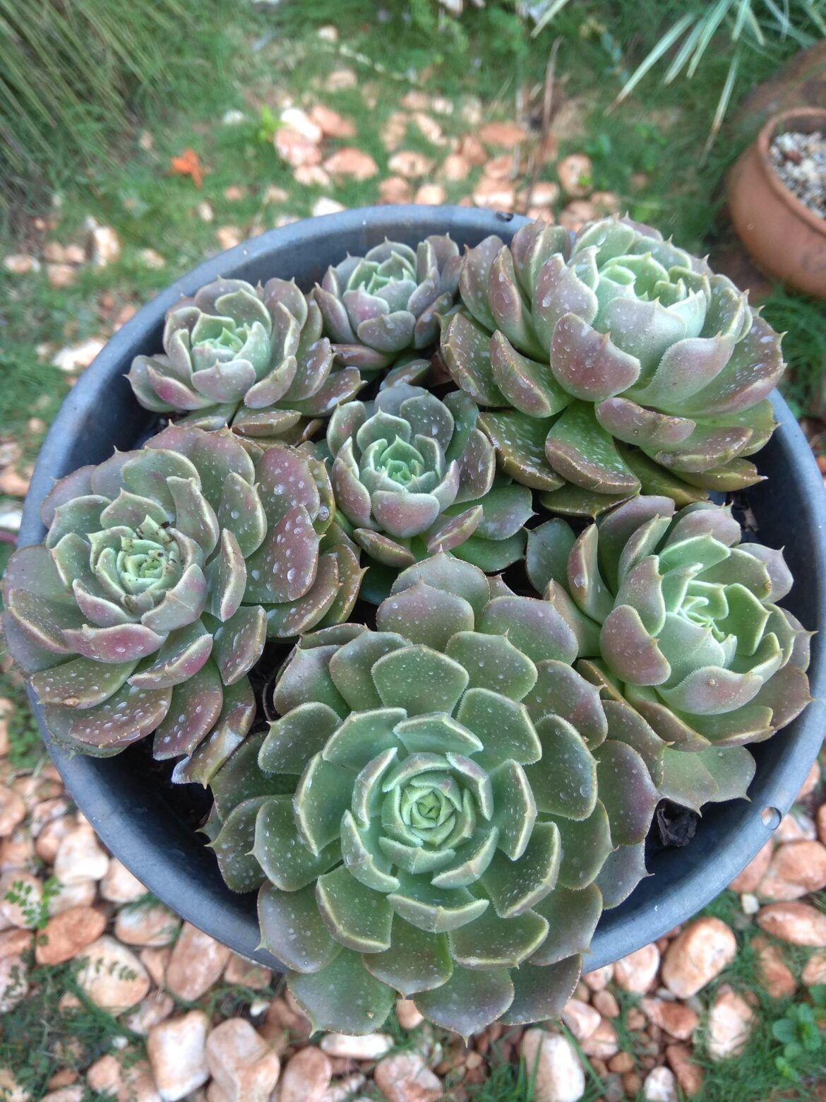 Echeveria 'Brown Rose'
