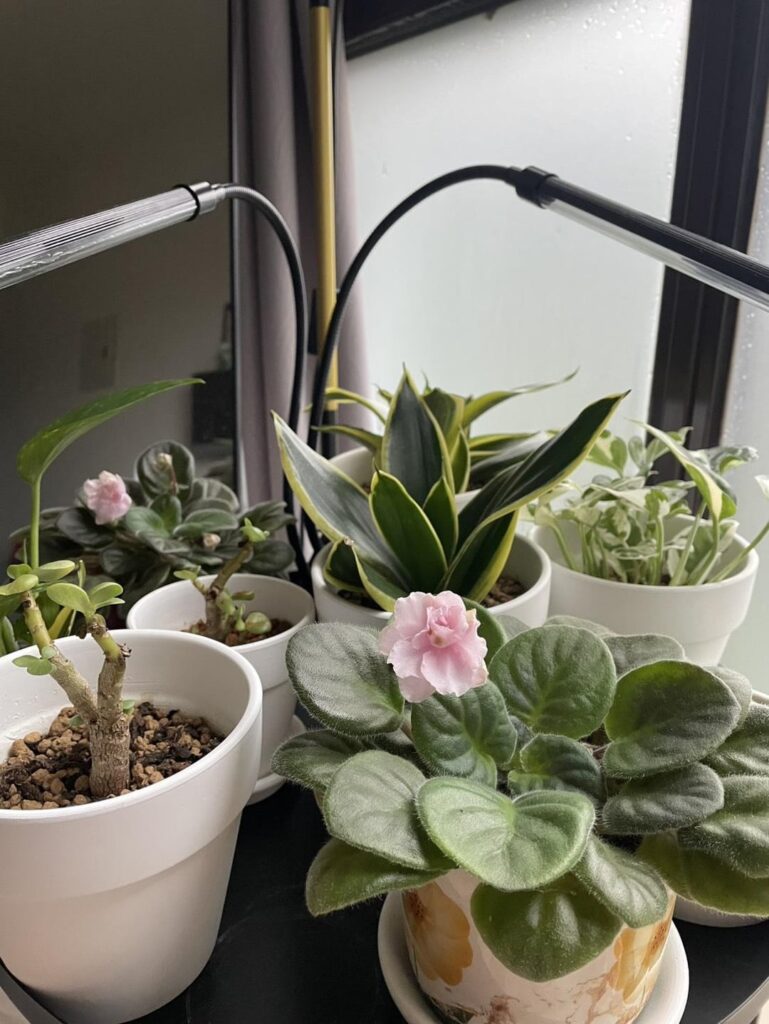 My rescued African Violet’s are blooming! My rescued African Violet's are blooming!