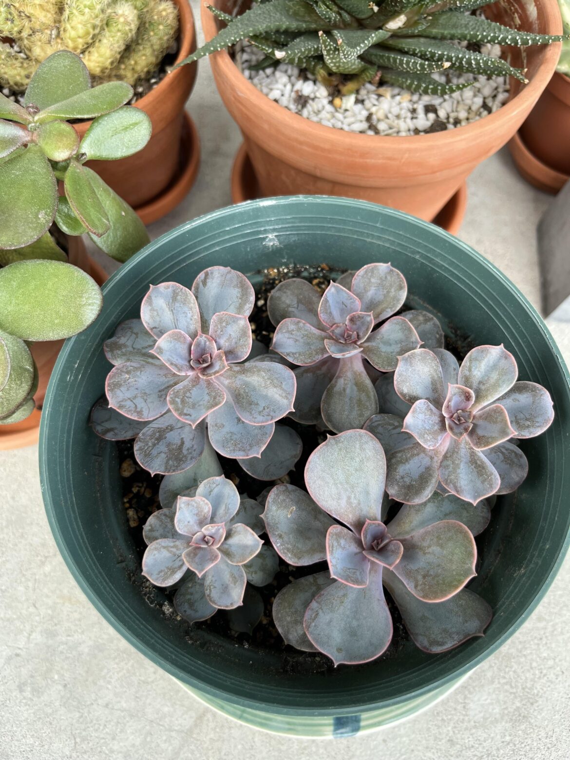 My pot of purple My pot of purple