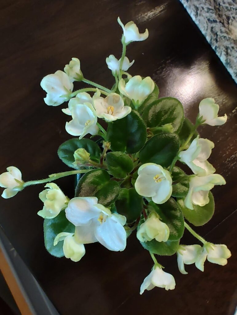 New OKC Grower looking for a club New OKC Grower looking for a club