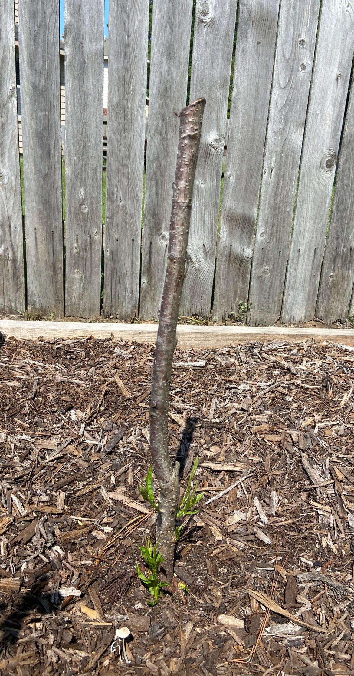 Can I topwork this peach rootstock?