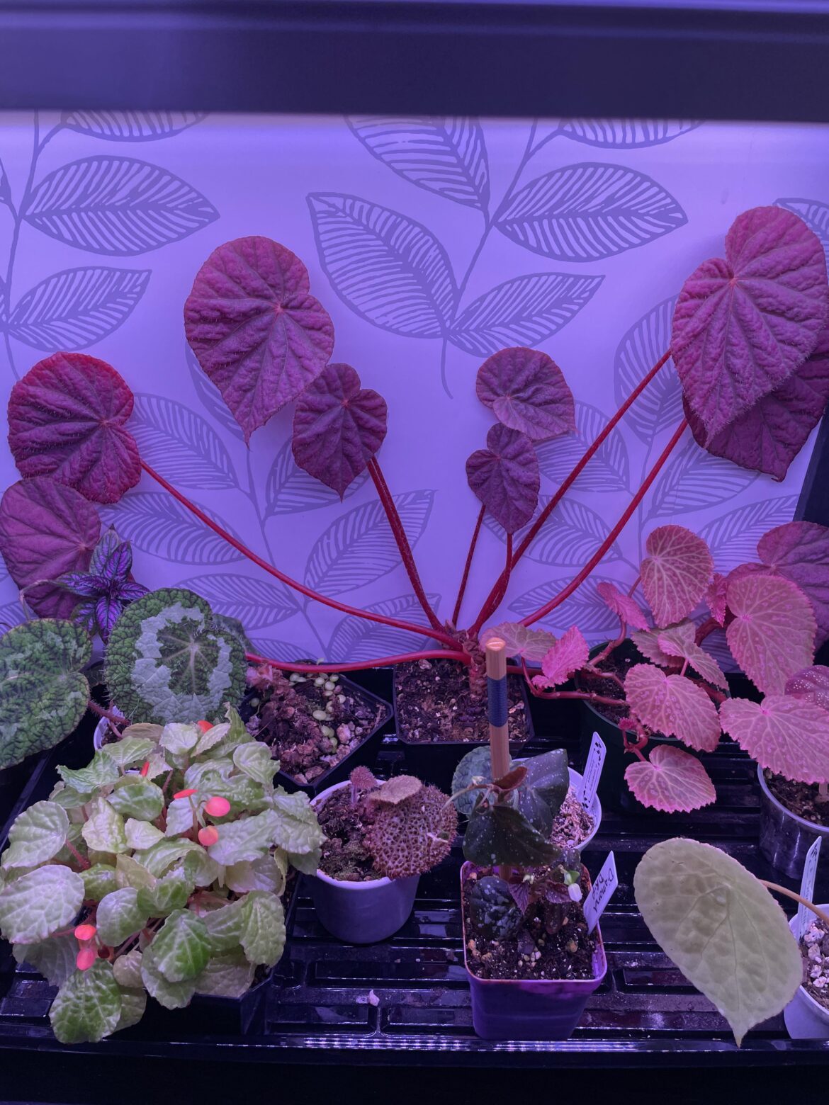 The way this begonia has grown against the back of my cabinet.. 😻
