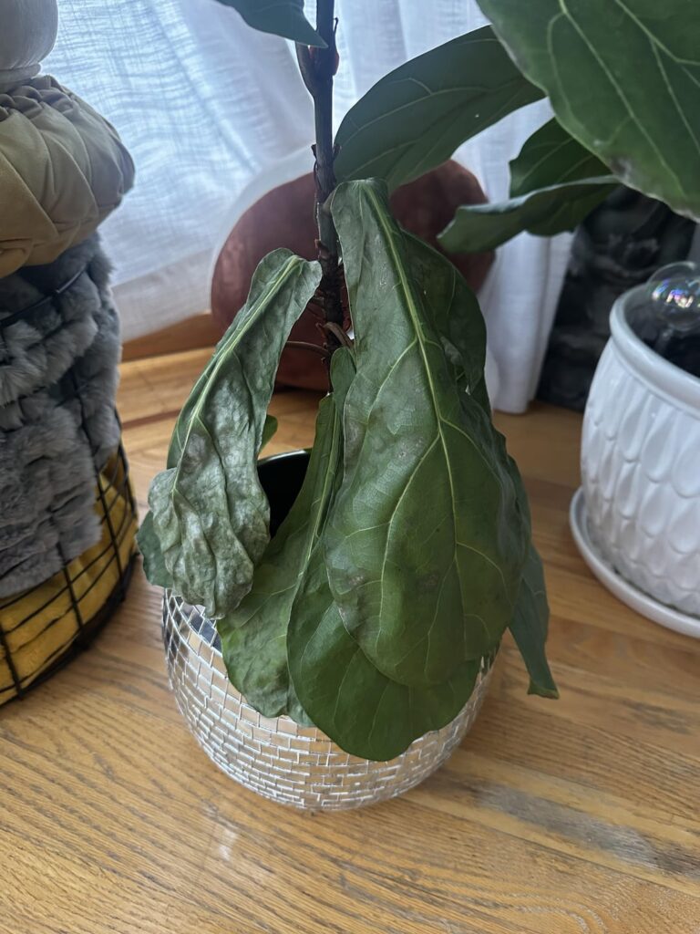Help… my fiddle wilted overnight