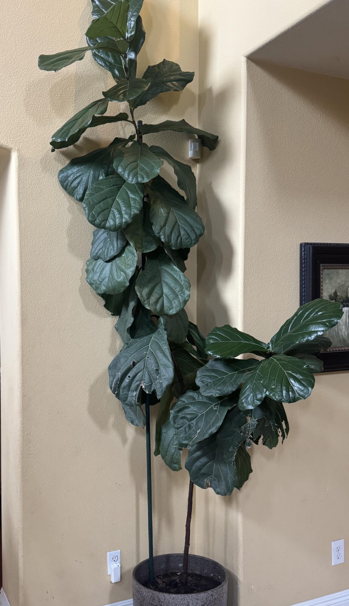 Transporting 10ft FLF! Advice needed! Transporting 10ft FLF! Advice needed!