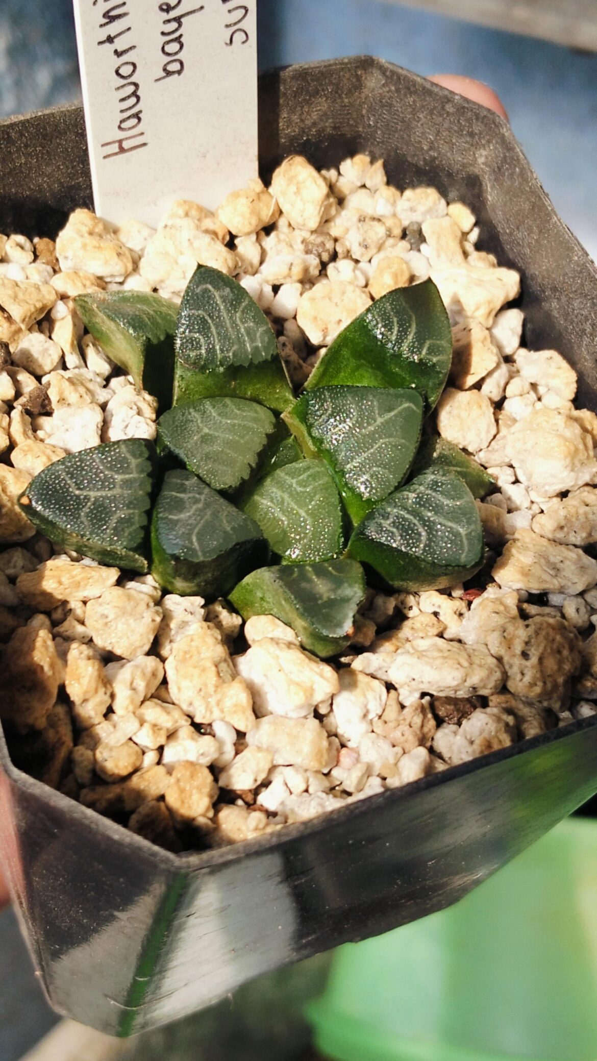 H. bayerii? Or hybrid?