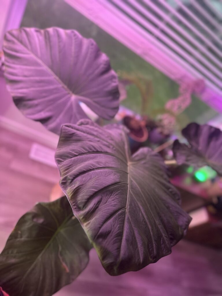 Emergents!(and ID help) Emergents!(and ID help)
