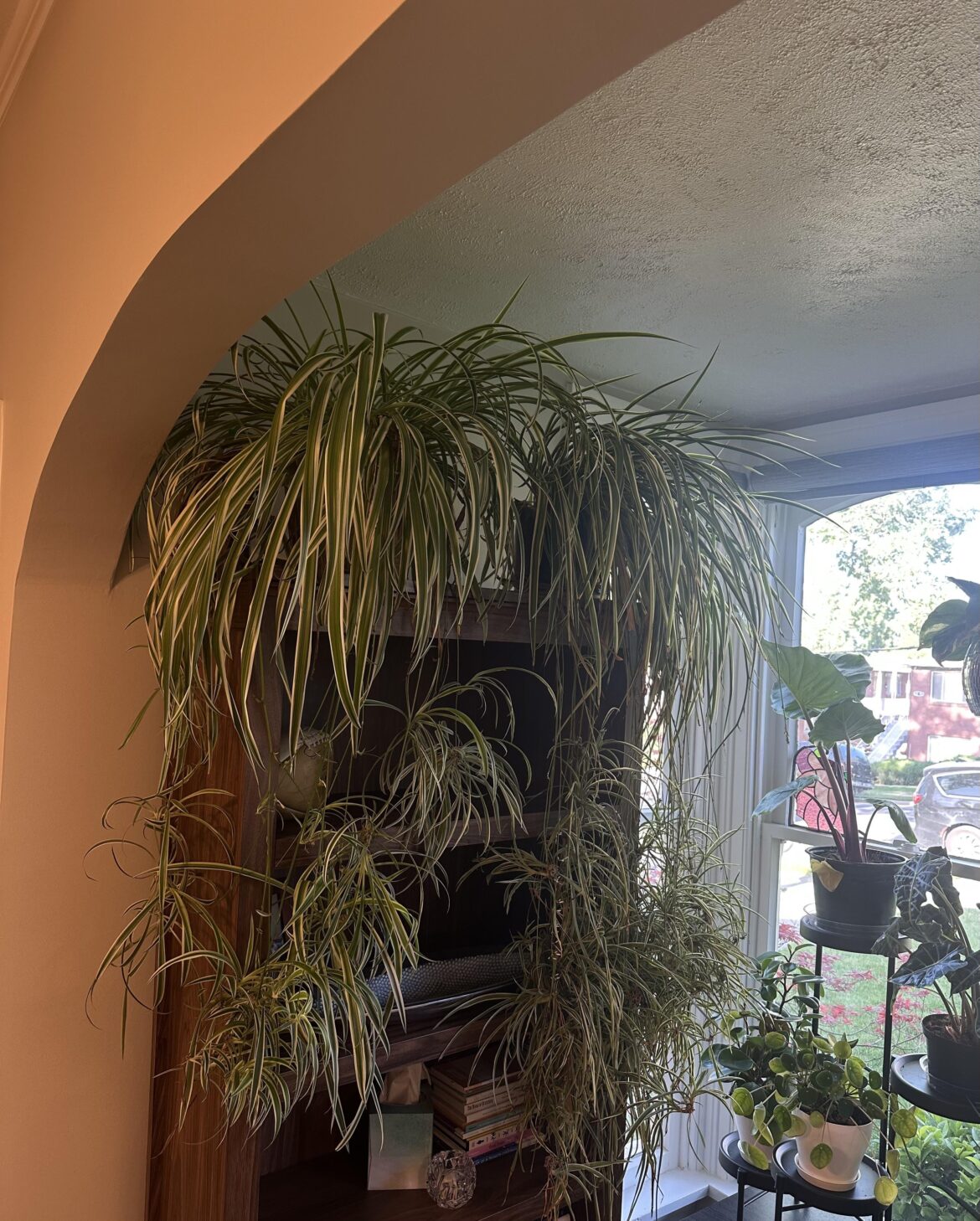 What is a common plant that you love?