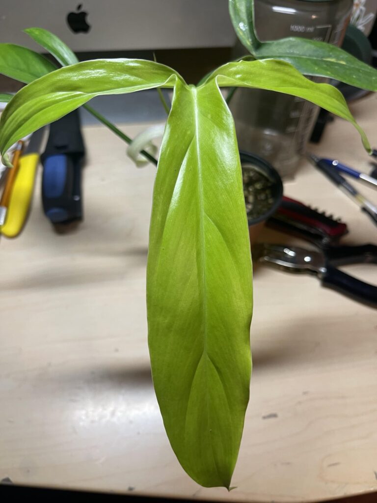 Help ID this plant