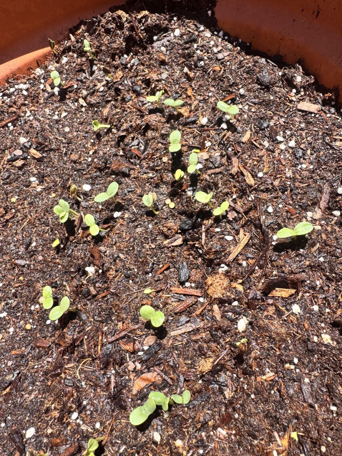 First time gardener win! First time gardener win!