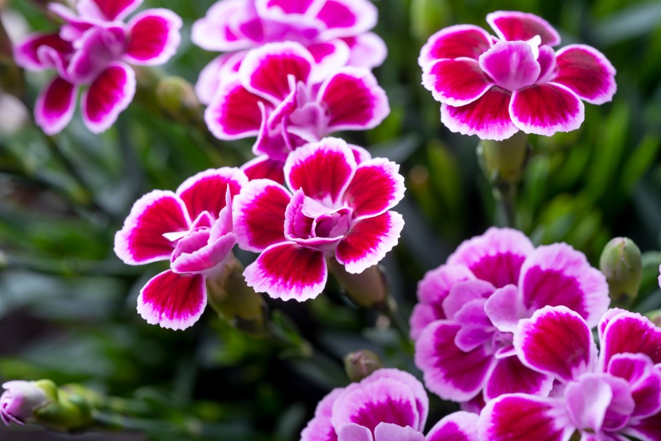 Macro photograph of pink carnations.