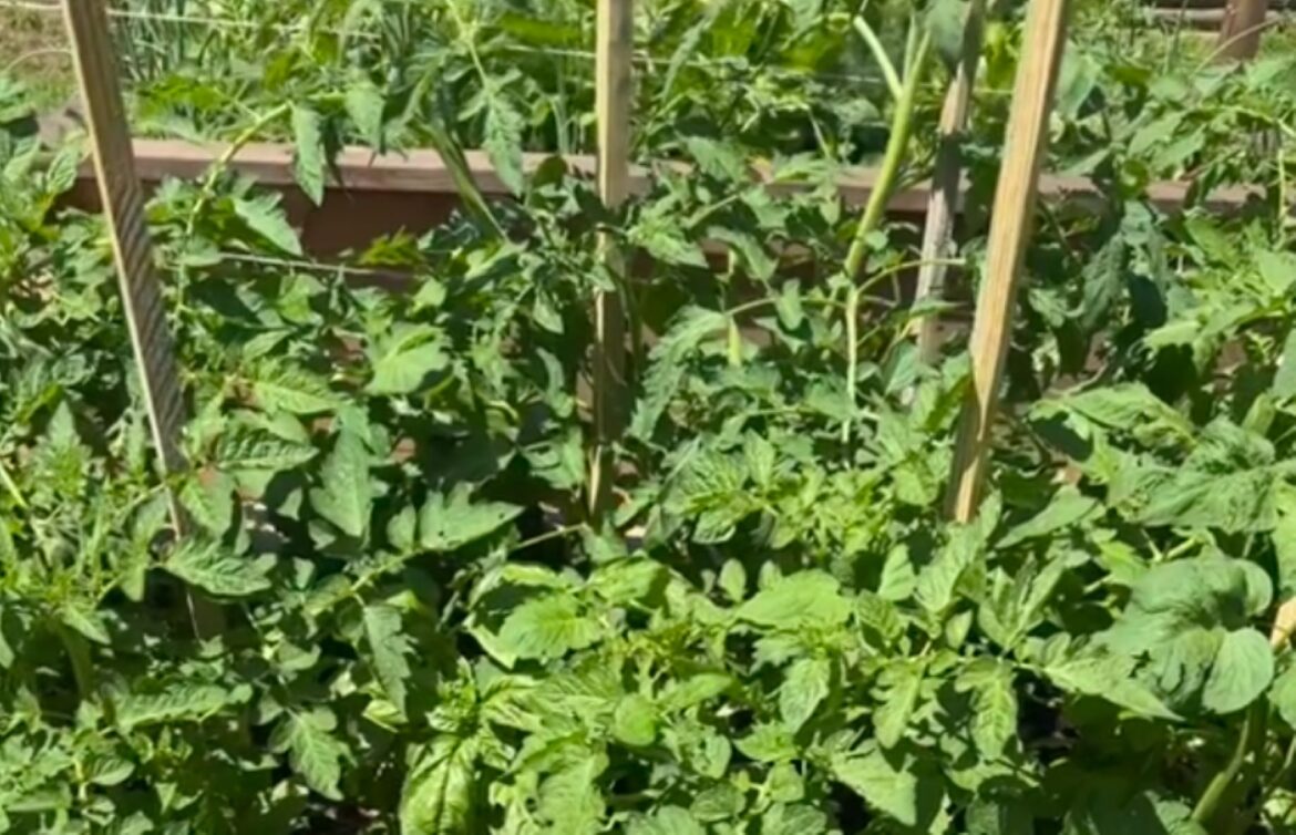 Gardener shares simple technique to maximize colorful blooms: ‘Excellent tip’ Hacks like these are so important to home gardens.