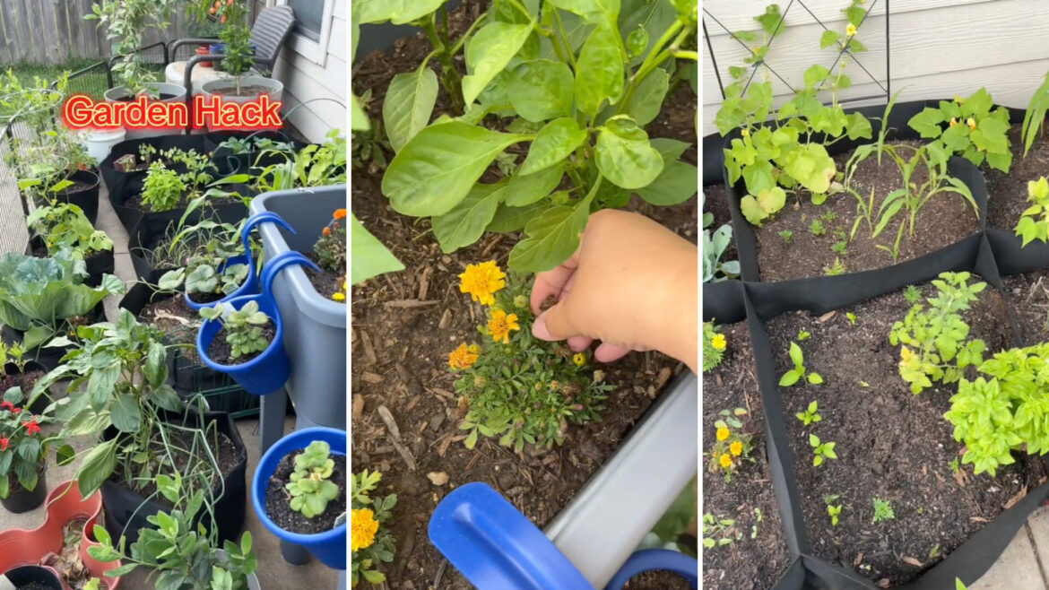 Expert reveals simple hack for a garden bursting with color: ‘Just did this yesterday’ "Yess!!"