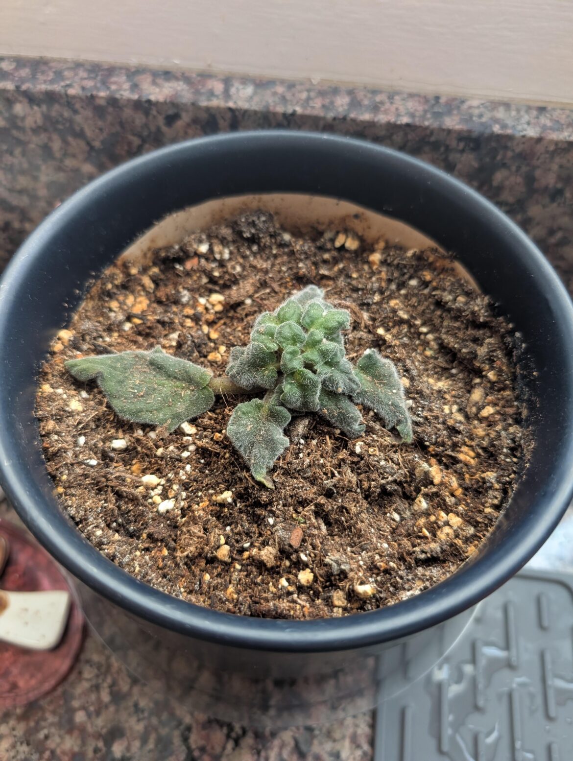 African violet not growing African violet not growing