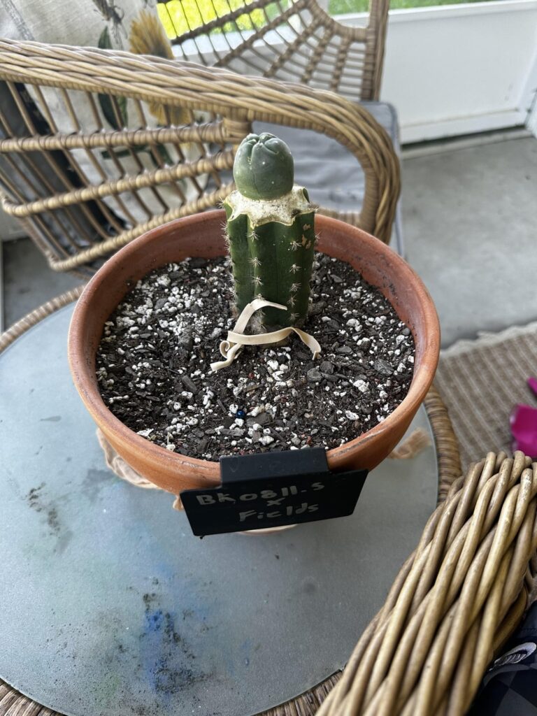 My first graft from August of last year (Before and after)