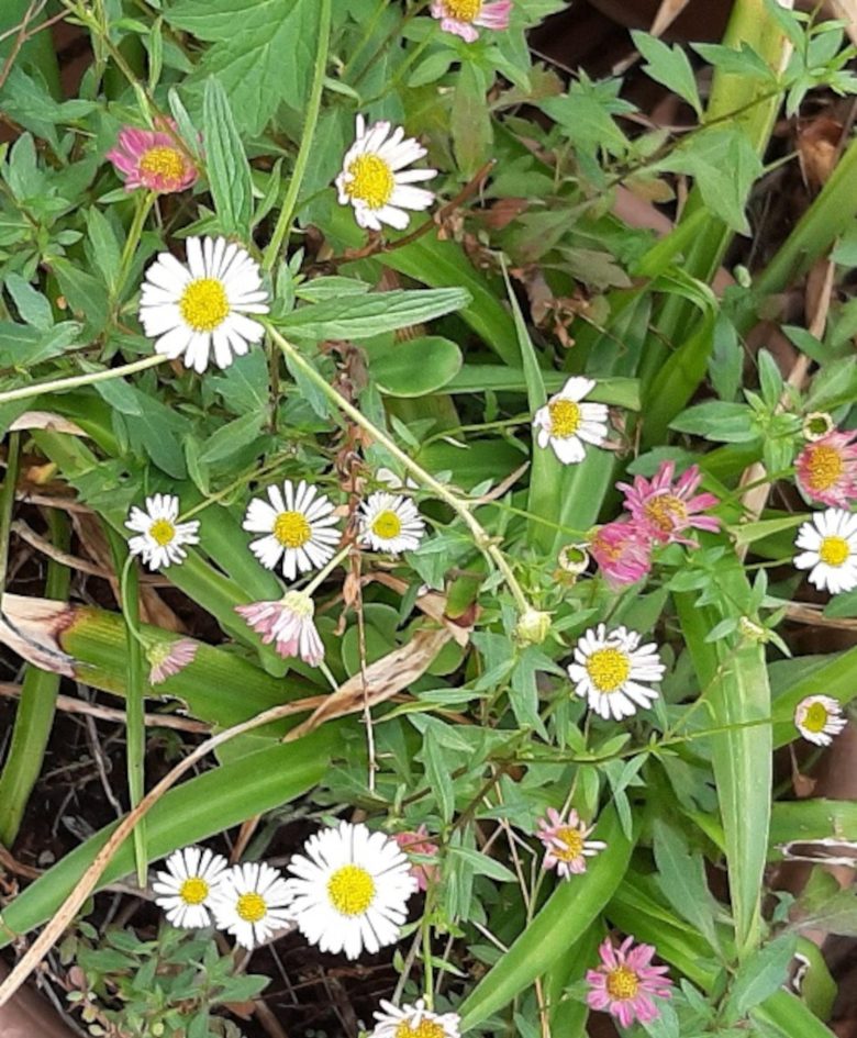 Many daisy-like plants flowering.